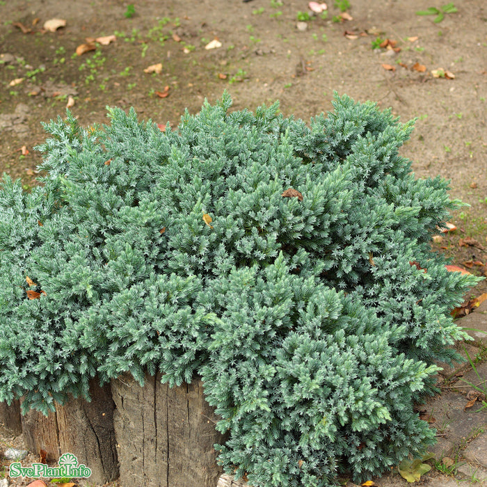 Juniperus squamata 'Blue Star' C5 50-60cm