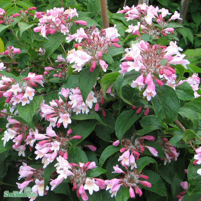 Kolkwitzia amabilis 'Pink Cloud' Busk C5