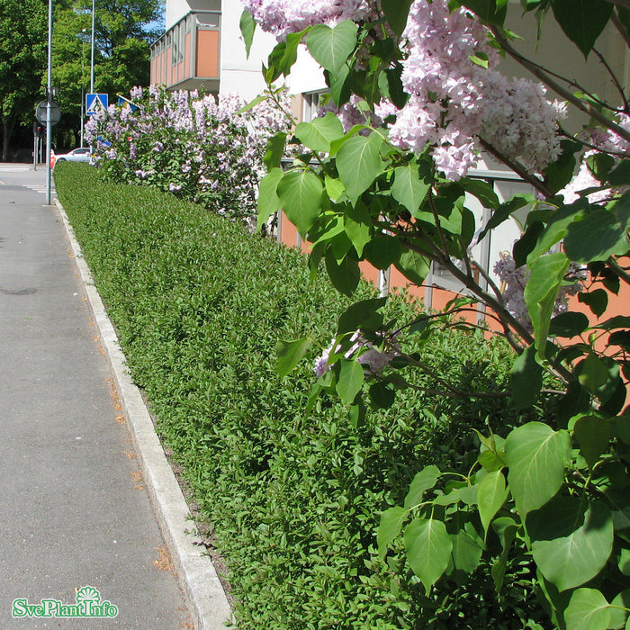 Ligustrum vulgare Busk C3 60-100cm