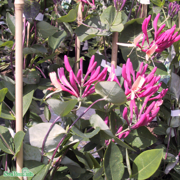 Lonicera periclymenum 'Serotina' A-kval C2