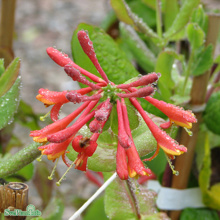Lonicera brownii 'Dropmore Scarlet' C2 40-60cm
