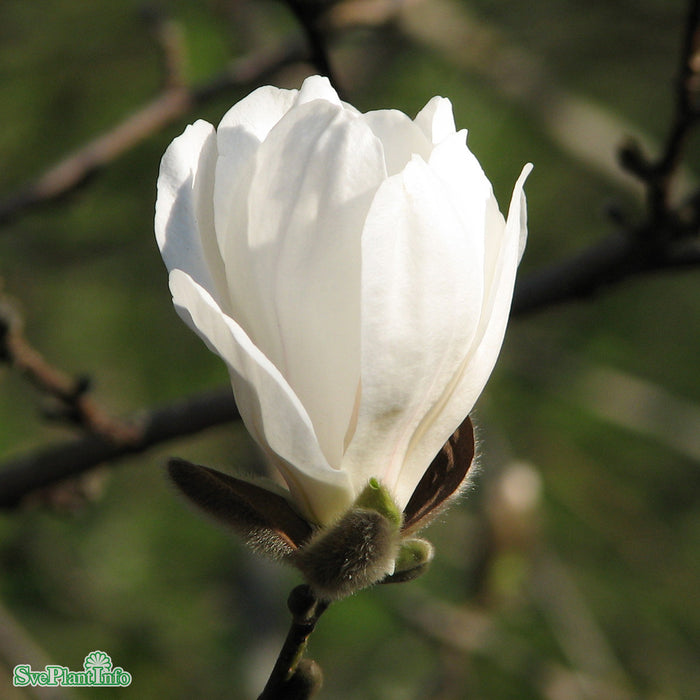 Magnolia x loebneri 'Merrill' Solitär C20 150-175cm