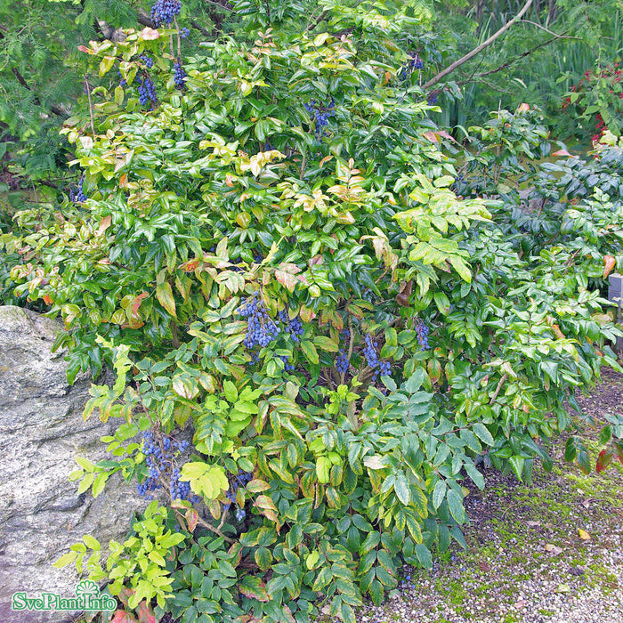 Mahonia aquifolium Busk 30-40cm C5