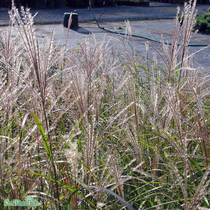 Miscanthus sinensis 'Kleine Silberspinne' C15