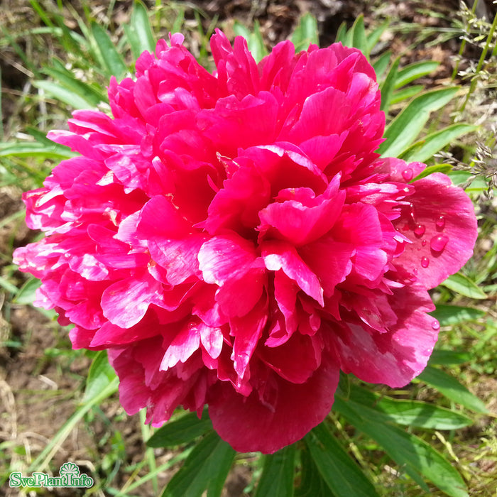 Paeonia officinalis 'Rubra Plena' A-kval C3