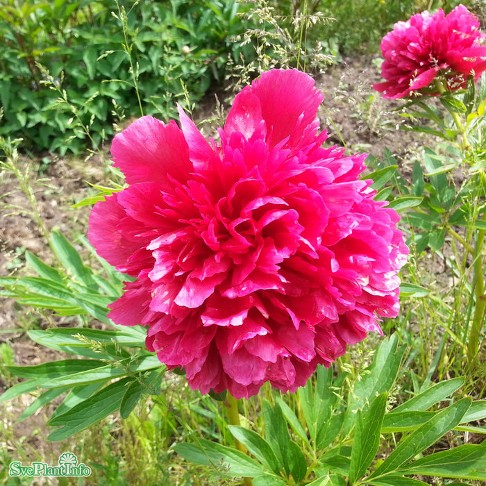 Paeonia officinalis 'Rubra Plena' A-kval C3