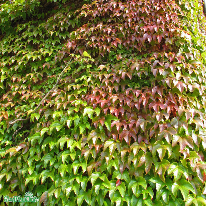 Parthenocissus tric.'Veitchii' A-Kval C2