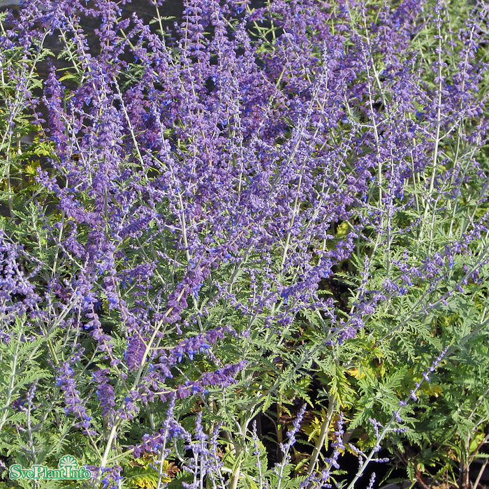 Salvia (Perovskia-Gruppen) 'Blue Spire' A-kval C2