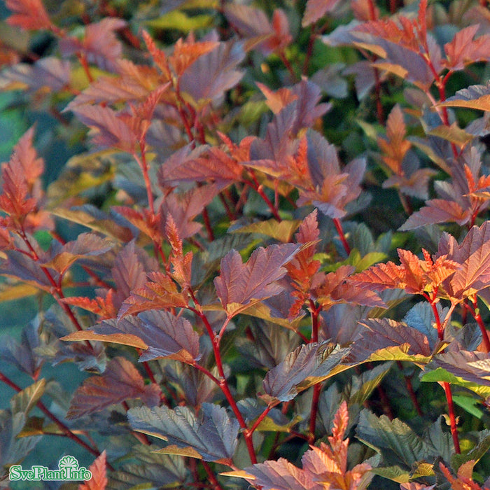 Physocarpus opulifolius 'Diable d'Or' Busk C5