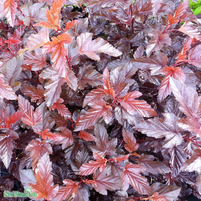 Physocarpus opulufolius 'Lady In Red' Stam 150cm C12