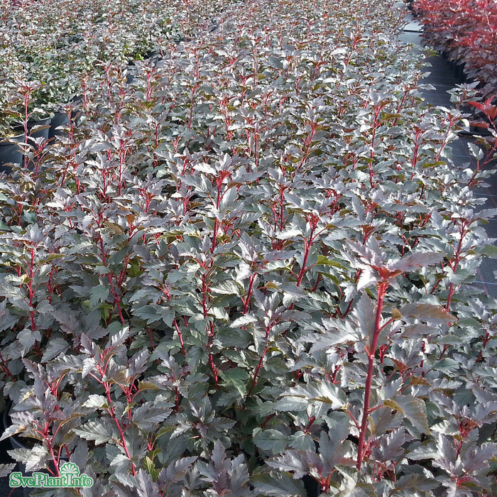 Physocarpus opulifolius 'Tiny Wine' Solitär C16,5