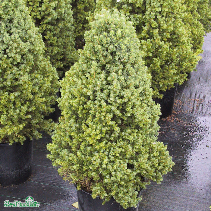 Picea glauca 'Conica' C10 100-110cm
