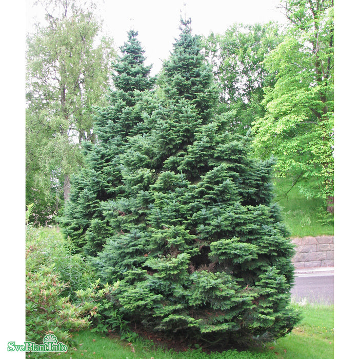 Picea omorika 'Nana' C65 60-80cm