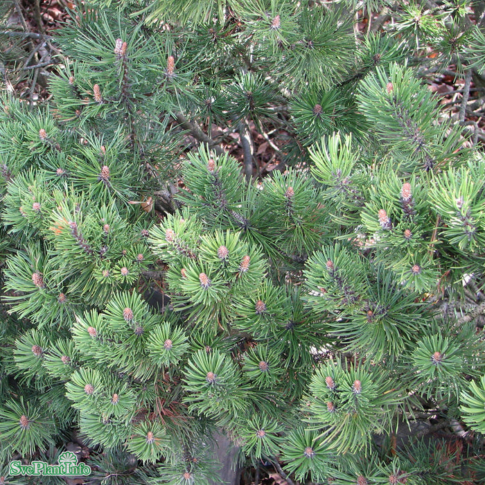 Pinus mugo mughus C5 30-40cm