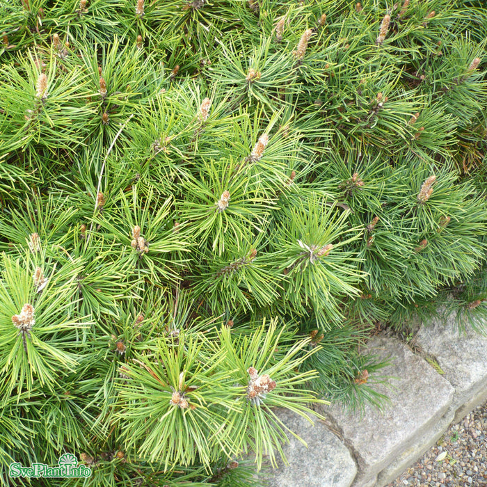 Pinus mugo mughus 30-40cm C5