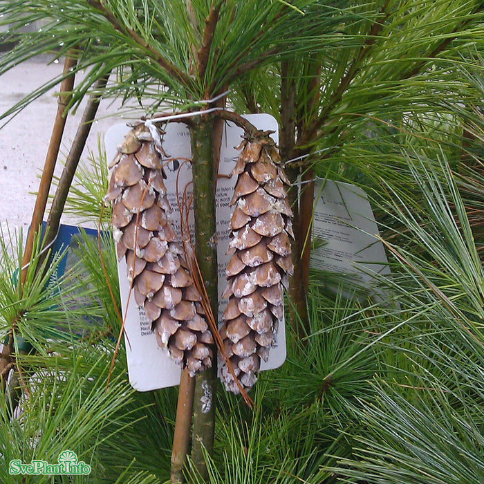 Pinus x schwerinii Solitär Kl 150-175cm