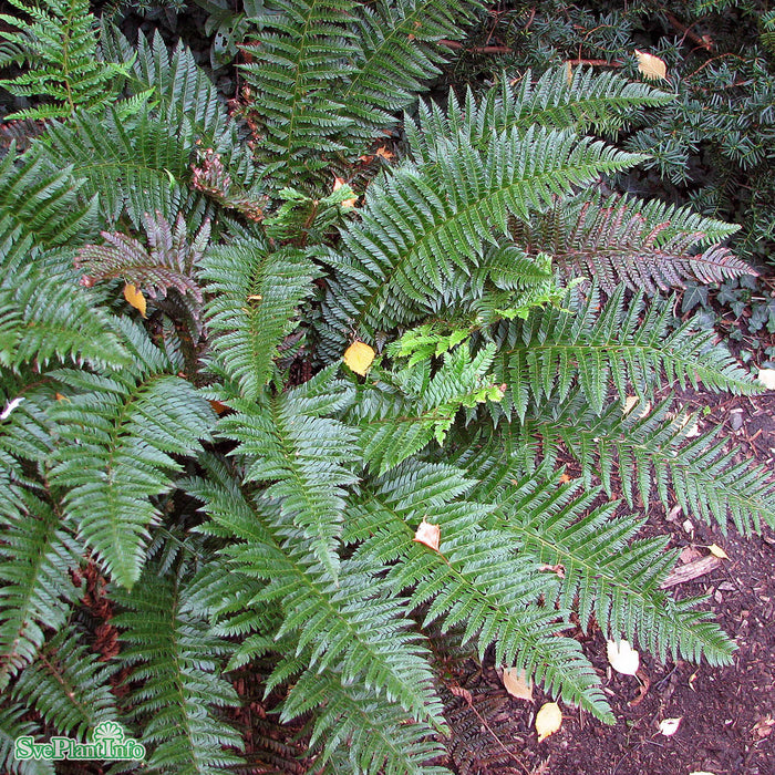 Polystichum aculeatum A-kval