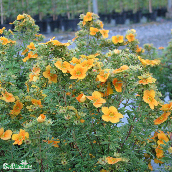Dasiphora (Fruticosa ) 'Mango Tango' Busk C5