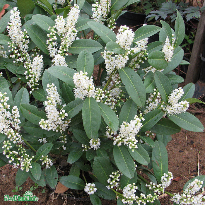 Prunus laurocerasus 'Piri' Co 25-30cm