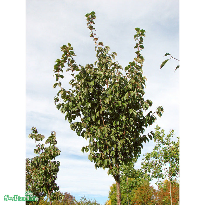 Prunus sargentii 'Rancho' Ungträd C20 200-250cm