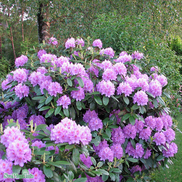 Rhododendron 'Catawbiense Grandiflorum' C12