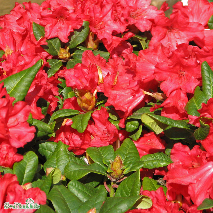 Rhododendron 'Scarlet Wonder' C2 20-25cm