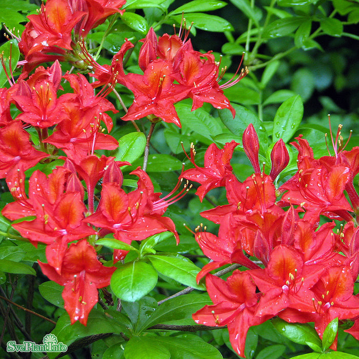 Rhododendron (Knap Hill) 'Satan' Busk C5 40-50cm