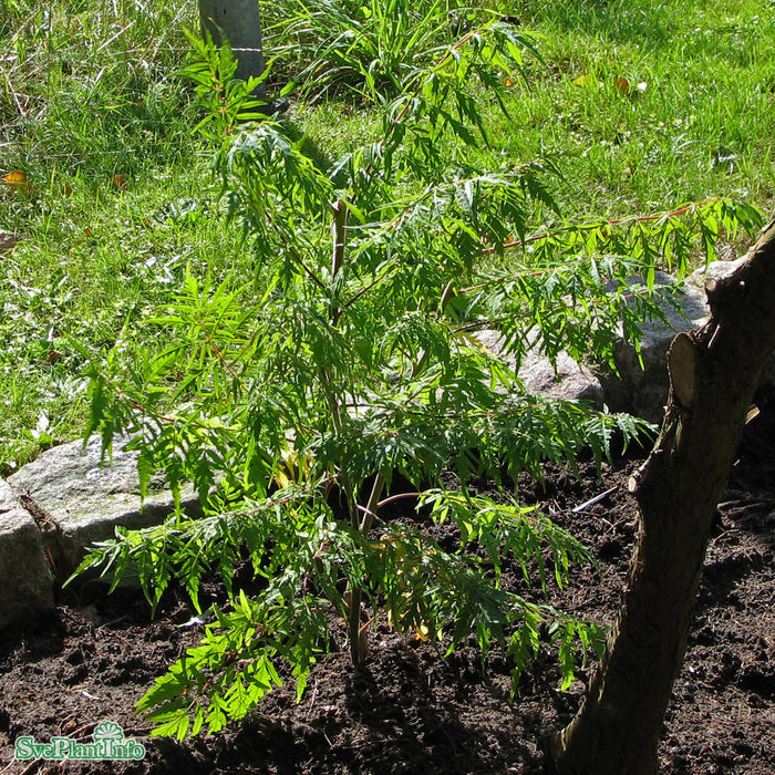 Rhus typhina f laciniata 'Dissecta' Solitär C80 200-250cm