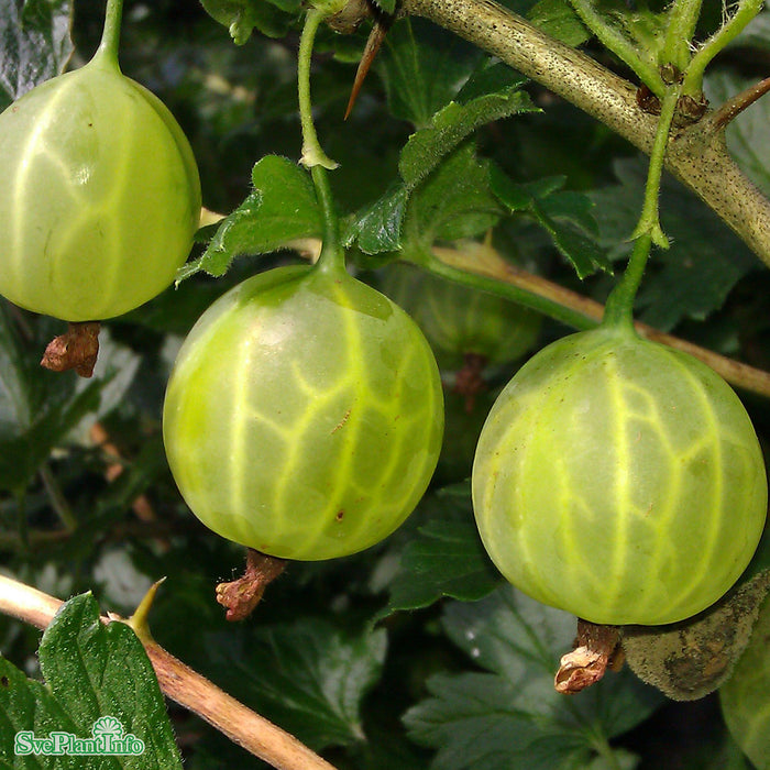 Ribes (Grossularia) 'Invicta' Busk C3,5