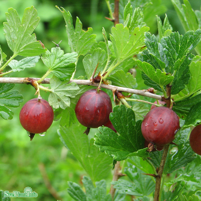 Ribes (Grossularia) 'Hinnonmäki Röd' Busk C3