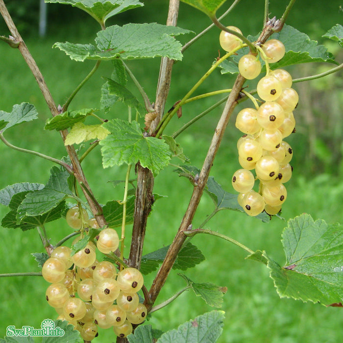Ribes (Vita Vinbär) 'Vita Holländska' Busk C5