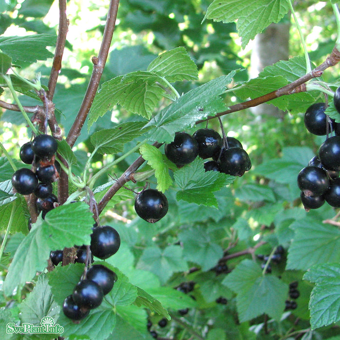 Ribes nigrum 'Öjebyn' Busk C5