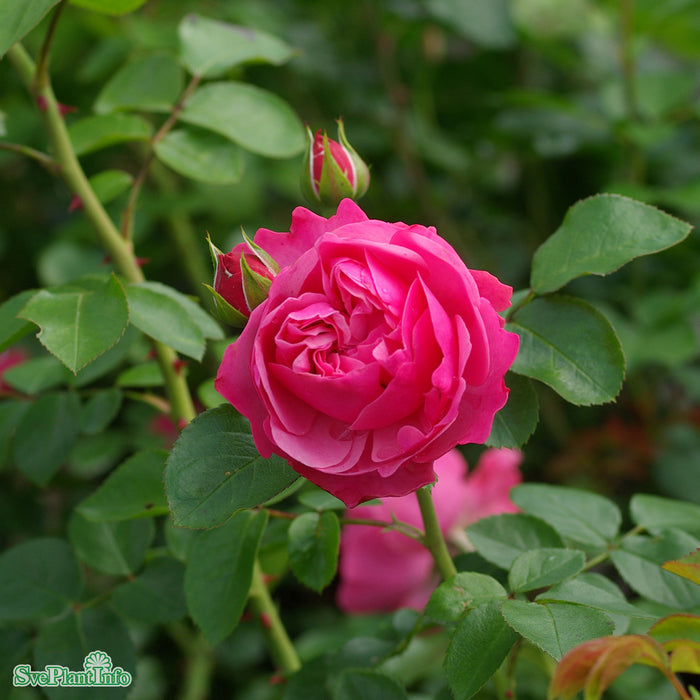 Rosa 'Leonardo da Vinci' Stam C7,5 60cm