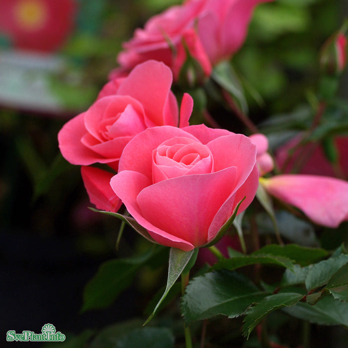 Rosa 'Solliden' A kval C4