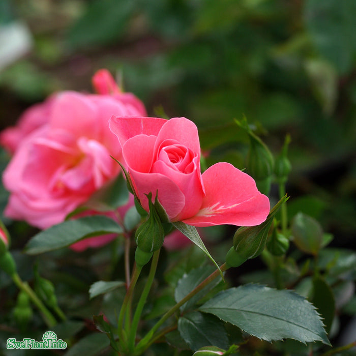 Rosa 'Solliden' A kval C4