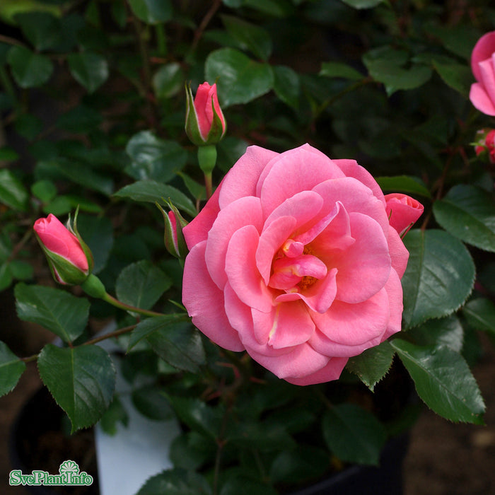 Rosa 'Solliden' A kval C4