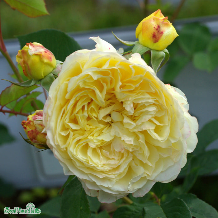 Rosa 'The Pilgrim' A-kval C6