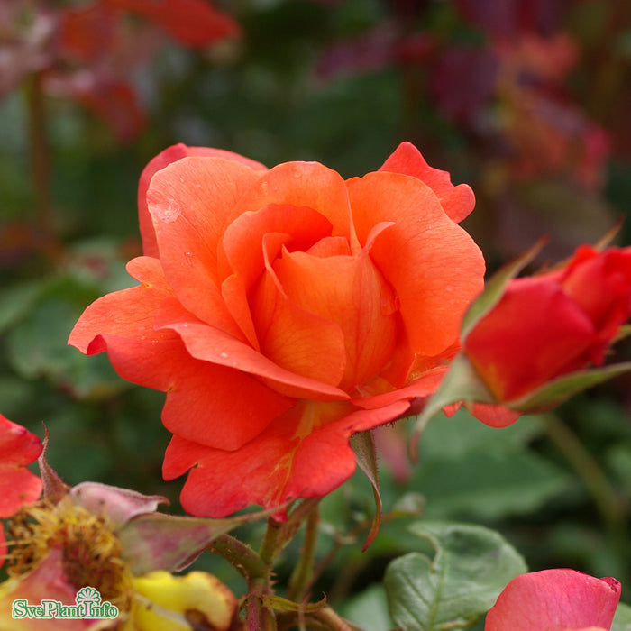 Rosa 'Westerland' A kval C4