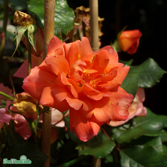 Rosa 'Westerland' A-kval C5