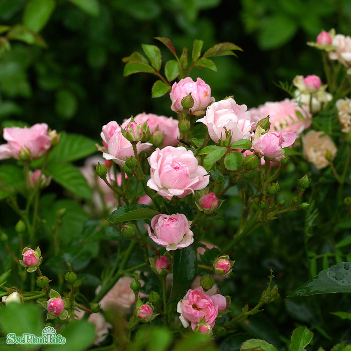 Rosa 'The Fairy' A-kval C4
