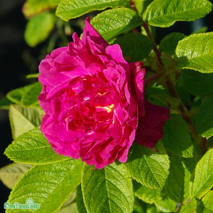 Rosa rugosa 'Hansa' Busk C3,5