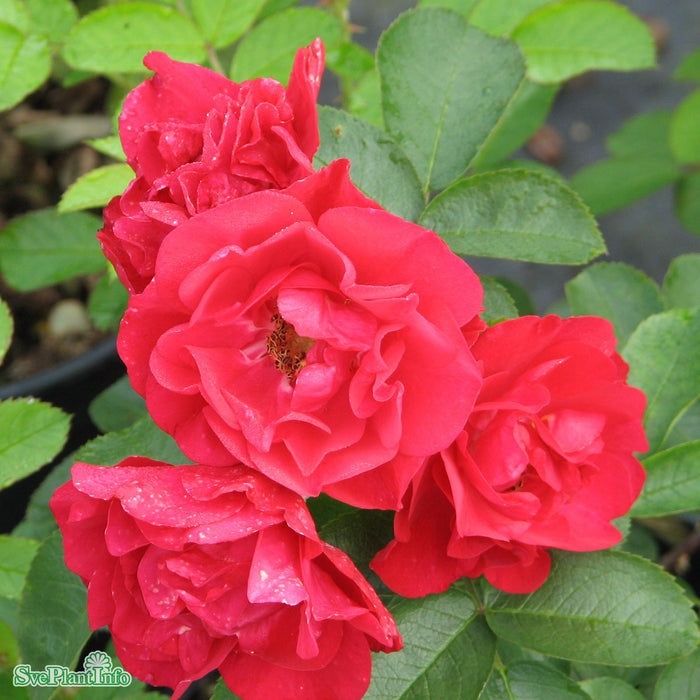 Rosa rugosa 'Hansaland' A kval C4