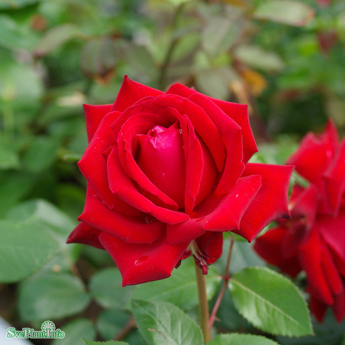 Rosa 'Ingrid Bergman' C4