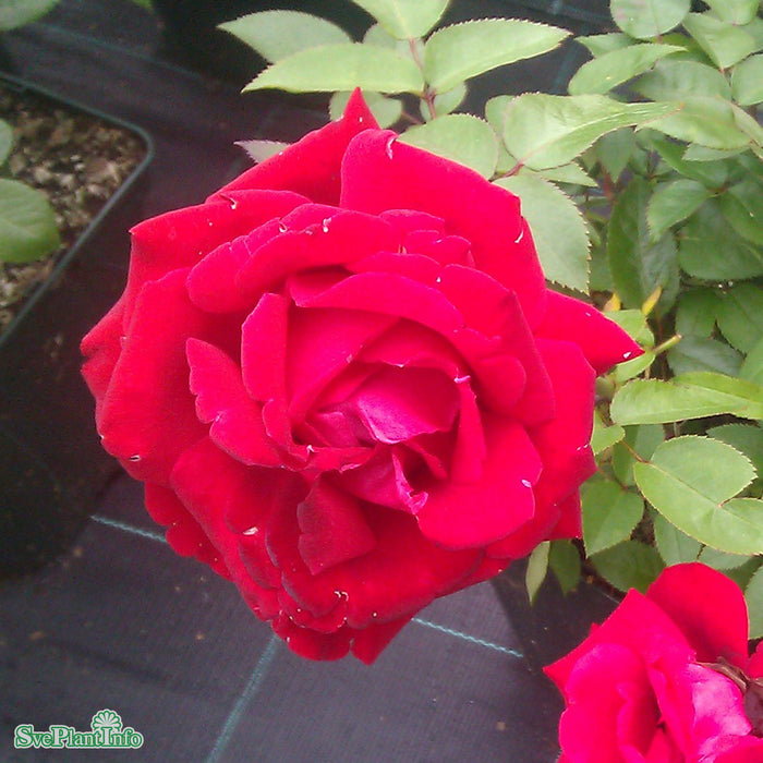 Rosa 'Ingrid Bergman' C4