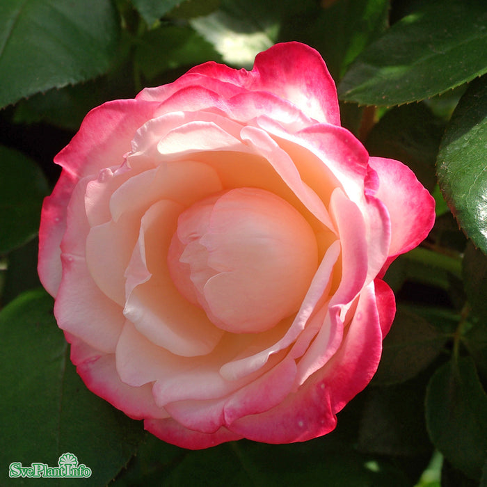 Rosa 'Nostalgie' A-kval C5