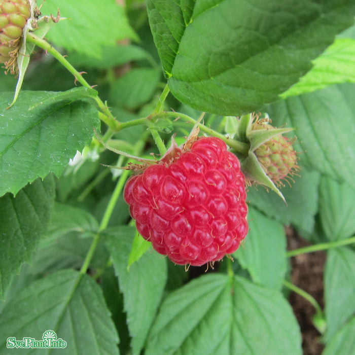 Rubus (Hösthallon) 'Polka' E A-kval  C2