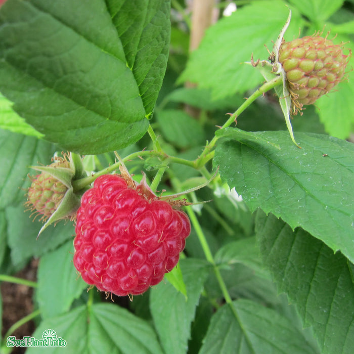 Rubus (Hösthallon) 'Polka' A-kval C2