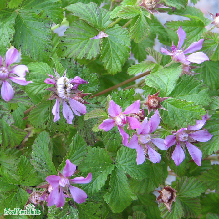 Rubus arcticus ssp. x stellarc. 'Beata' A-kval C0,8