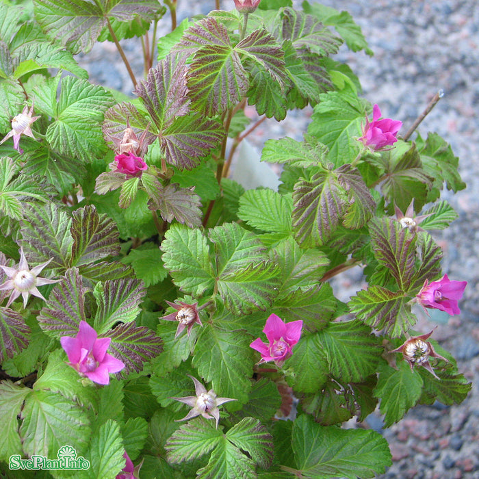 Rubus arcticus ssp. stellarcticus 'Sofia' A-kval Co