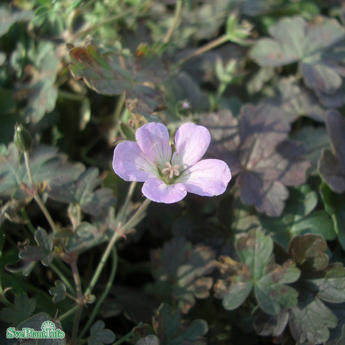Geranium 'Dusky Crûg' A-kval